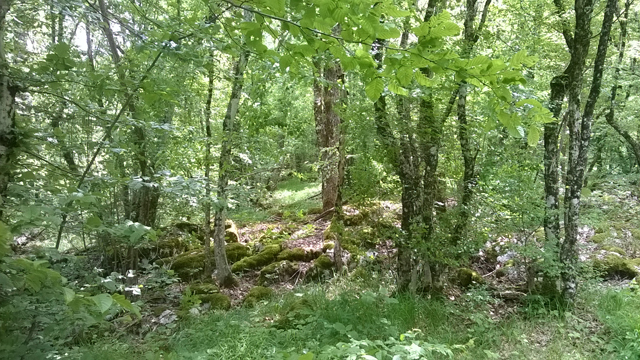 šuma