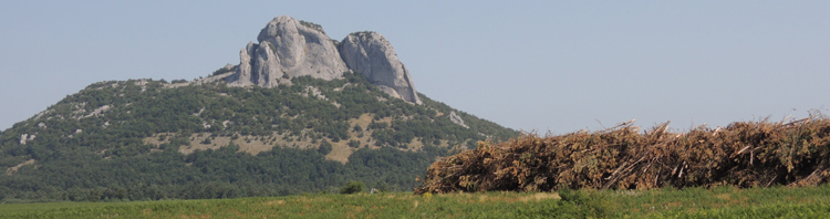 sječa