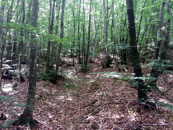 smolčić