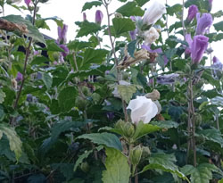 hibiskus gospić